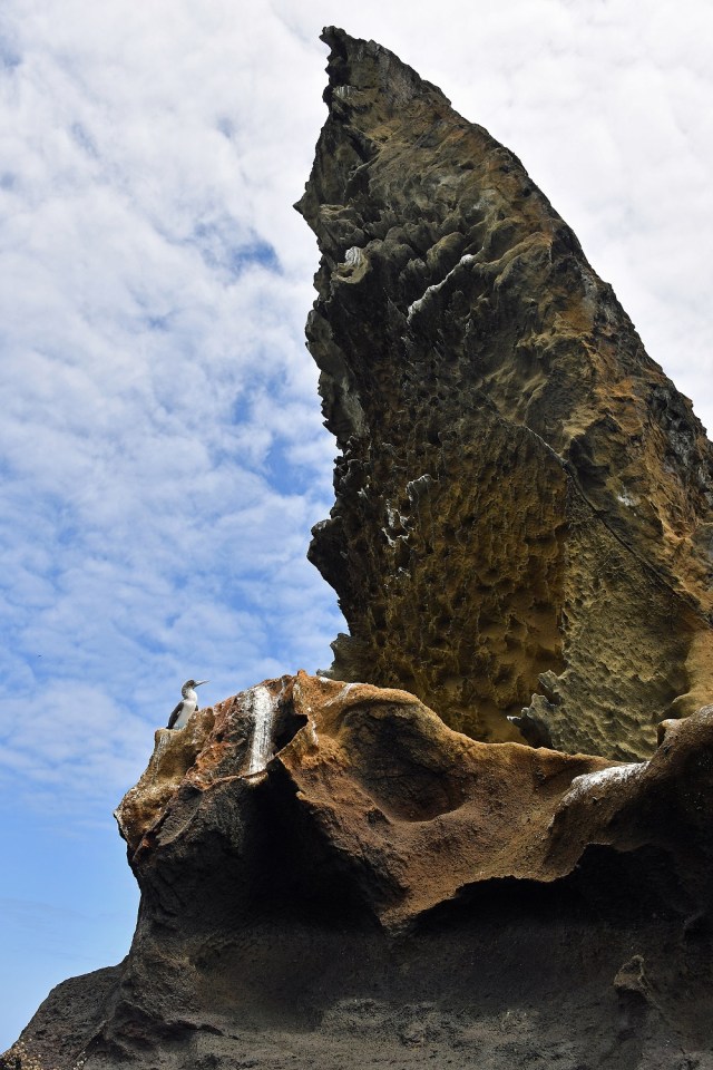 Galapagos boobie Pinnacle Rock