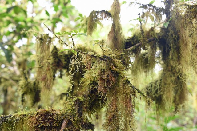 Galapagos mosses