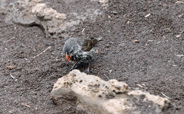 Galapagos ground finch