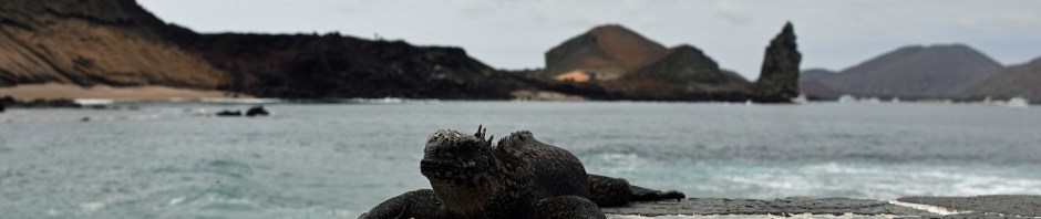 Galpagos marine iguana