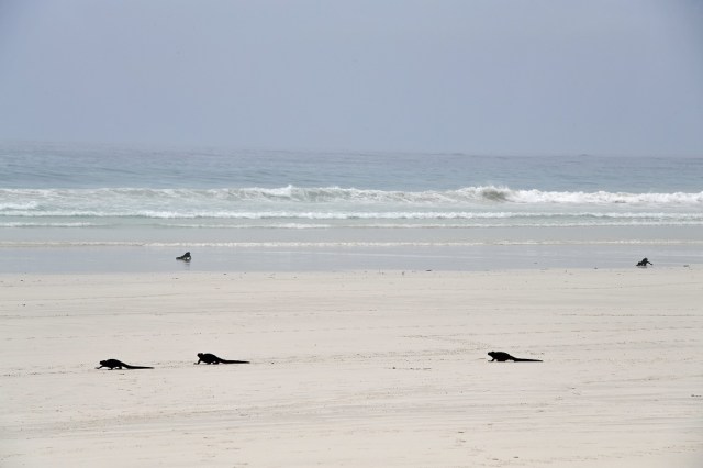 Marine Iguanas Tortuga Bay