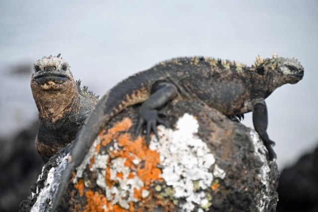 Galapagos marine iguanas