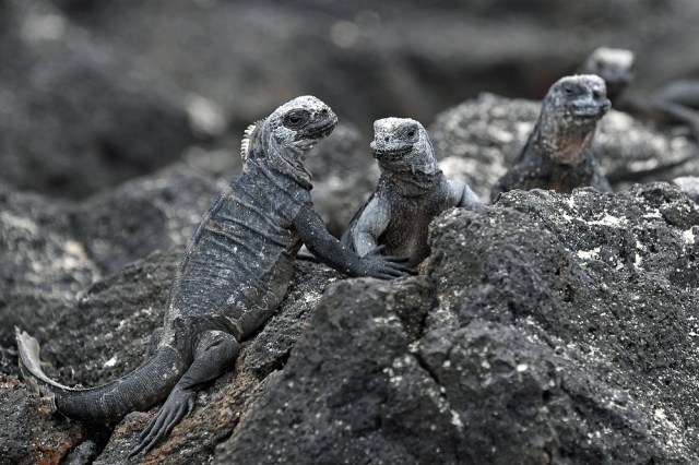 Galapagos baby iguanas