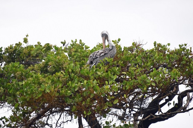 Galapagos Pelican mangrove