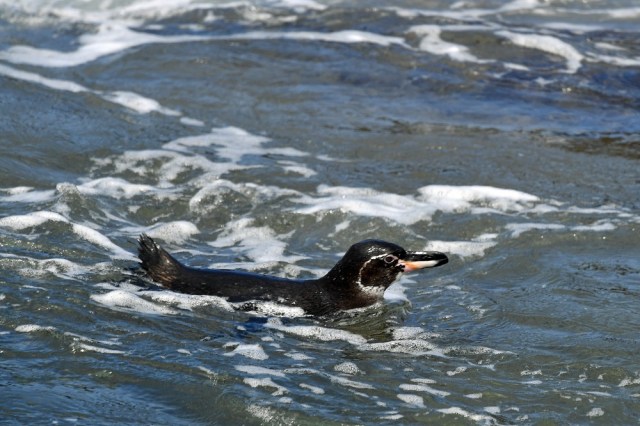 Galapagos penguin swimming