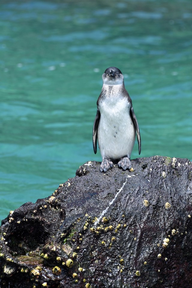 Galapagos penguin on rock