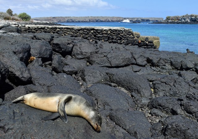 Galapagos sea lion pup