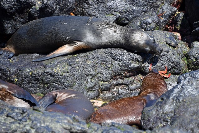 Galapagos sea lion pups