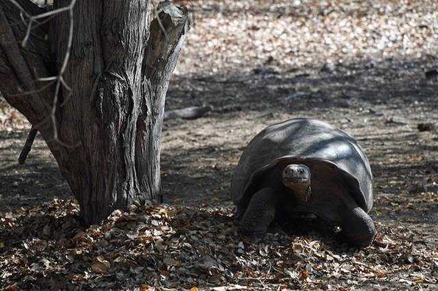 Galapagos giant tortoise