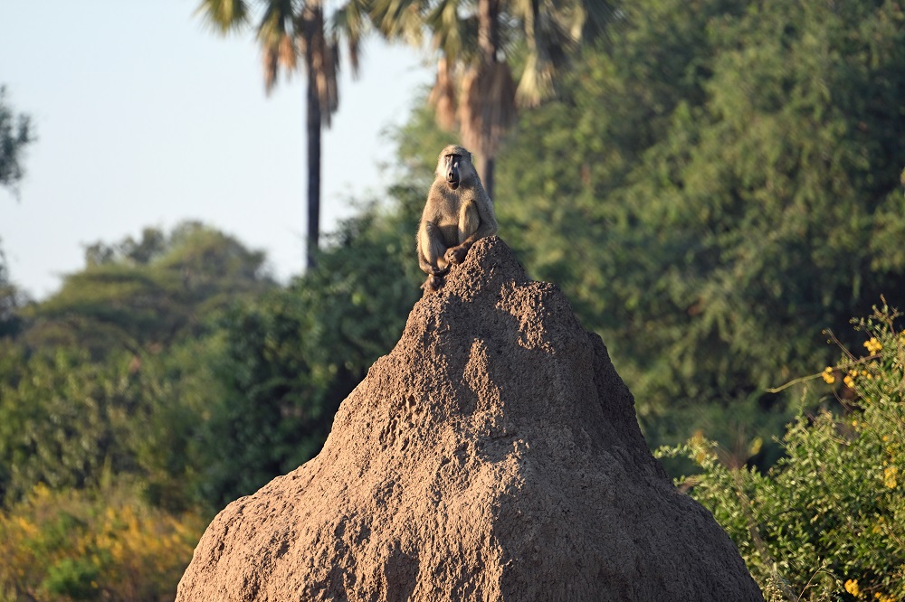 Baboon sentry