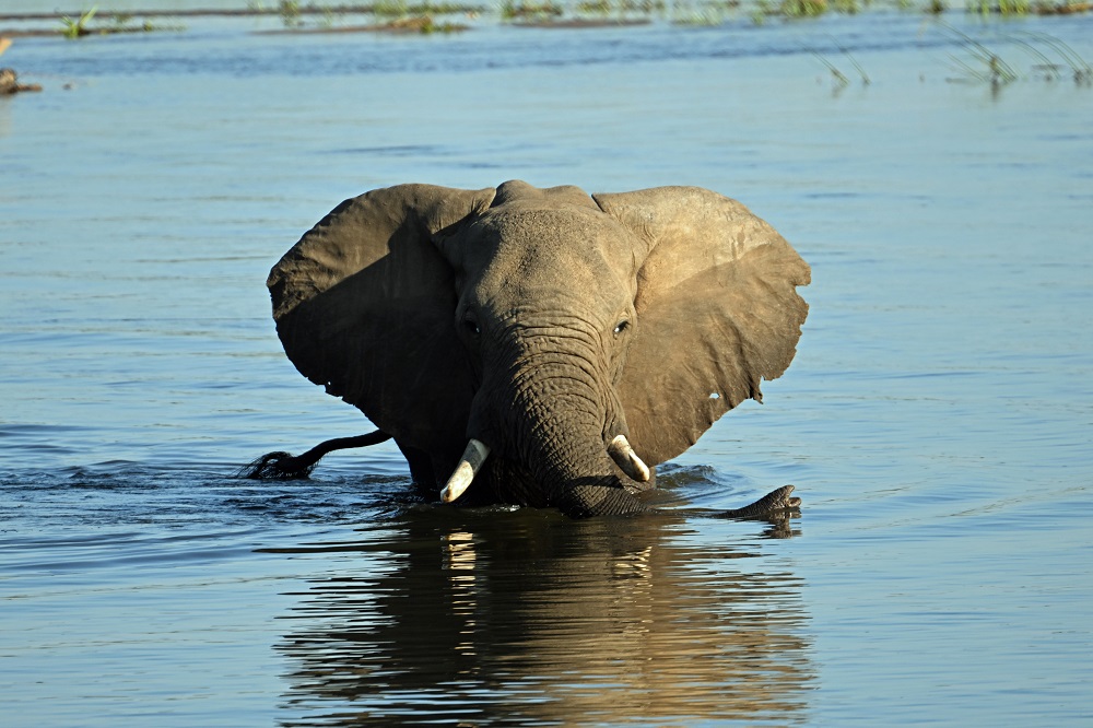Elephant in the Zambezi River