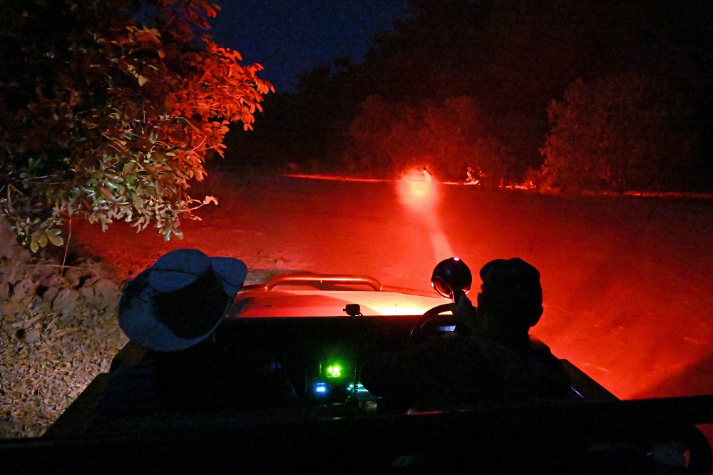 After-dark leopard encounter