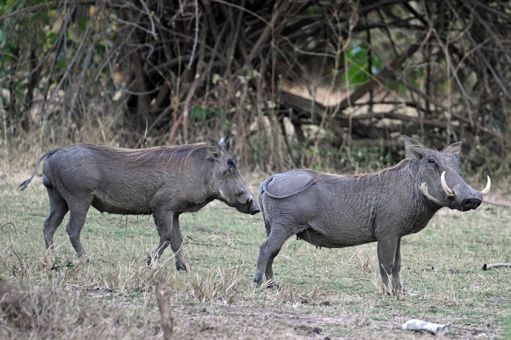 Warthogs