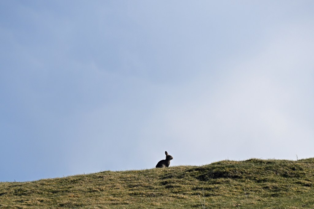 Photographing Aillebrack Rabbits