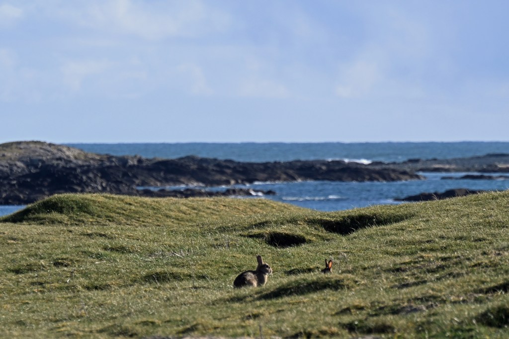 Rabbits basking in the sun overlooking the Aillebrack beaches (Nikon Z9, 200mm)