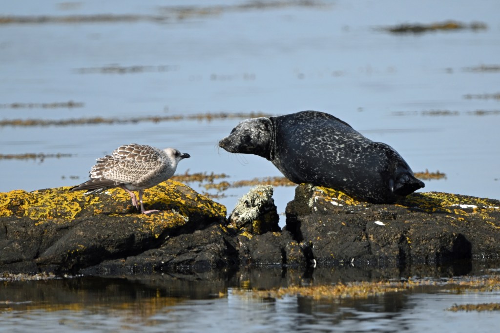 A seal disputes a rock with a gull at the Salt Lough (Nikon Z9, 400mm lens).
