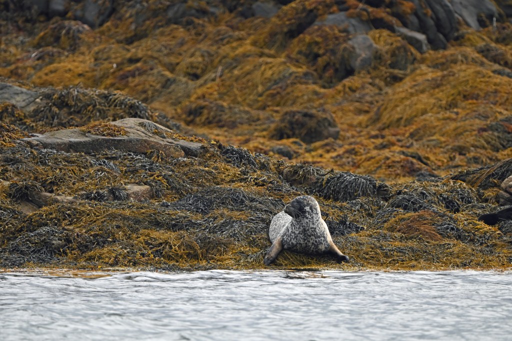A common seal relaxing on seaweed-covered rocks (Nikon Z9, 600mm lens).