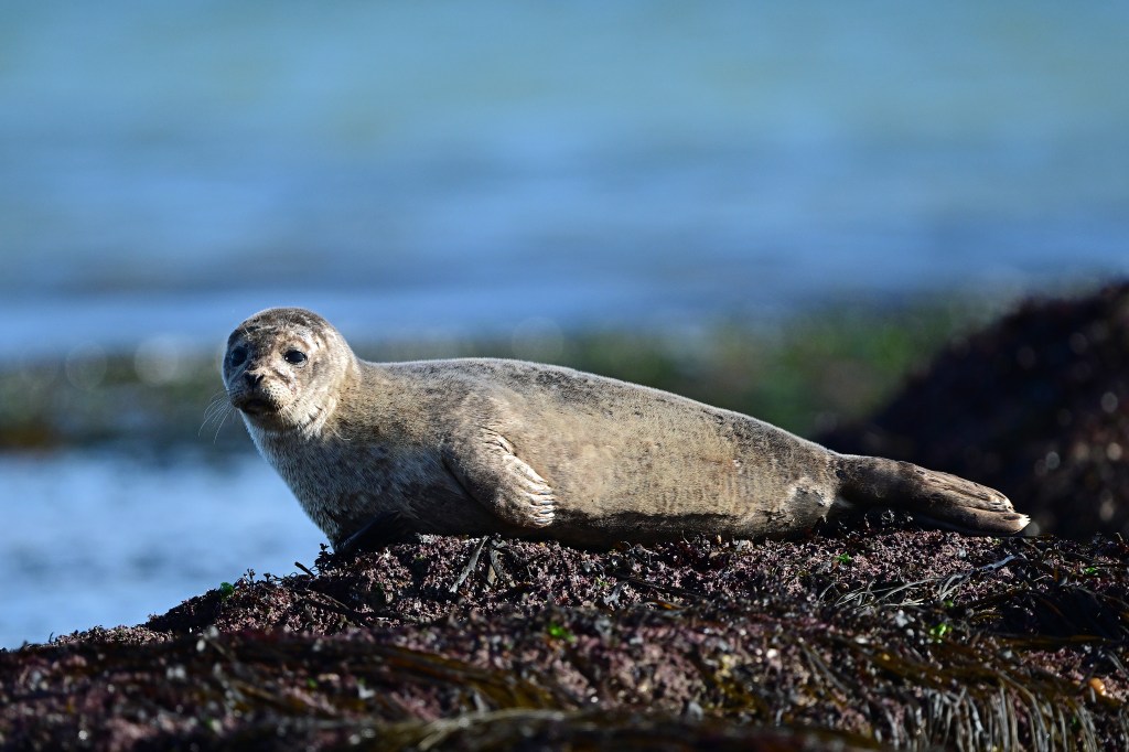 A common seal basking on the rocks at Mannin Bay (Nikon Z9, 600mm lens)
