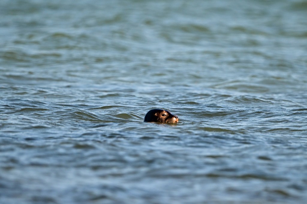 A seal keeps a wary eye from the safety of Mannin Bay (Nikon Z9, 600mm lens)