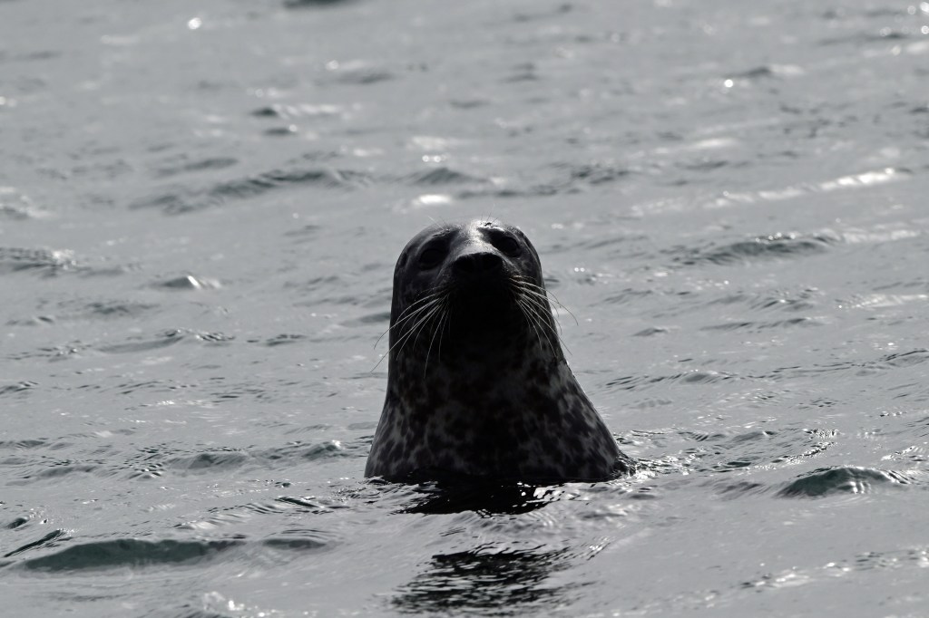 An inquisitive common seal at the Salt Lough (Nikon Z9, 600mm lens)