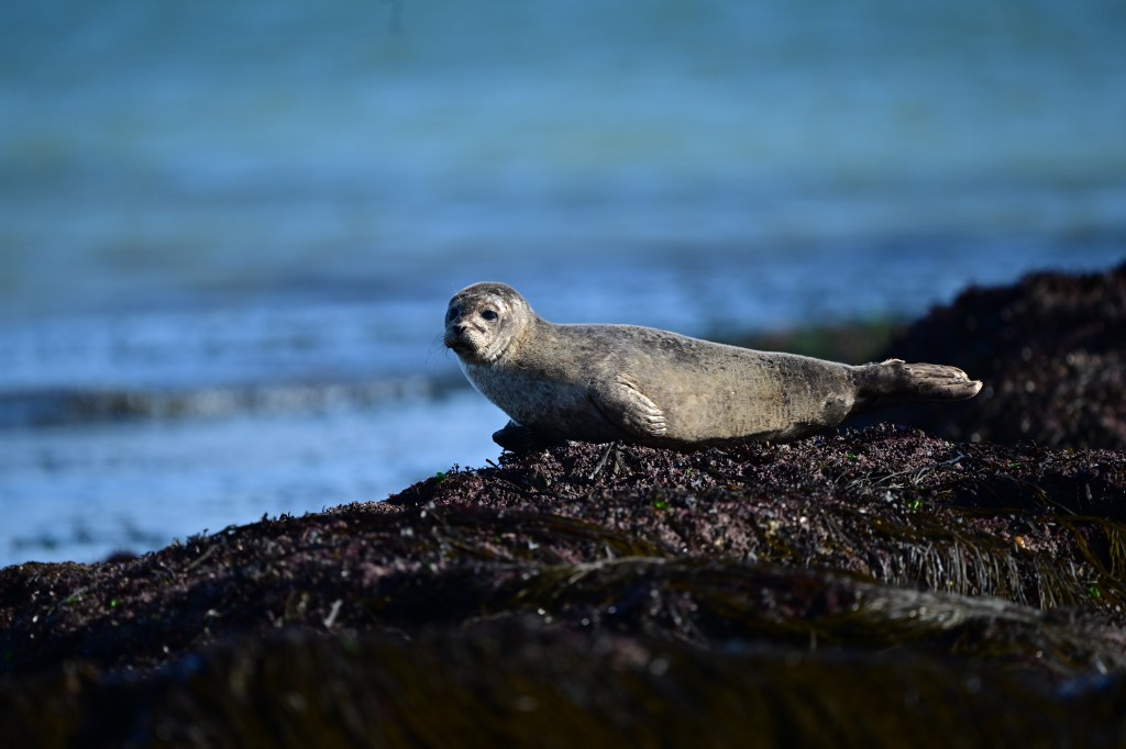 A common seal basking on the rocks at Mannin Bay (Nikon Z9, 600mm lens).