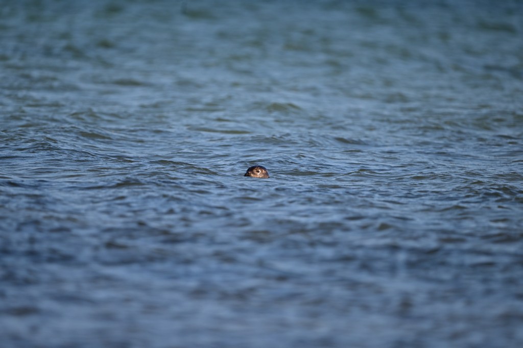 A seal keeps a wary eye from the safety of Mannin Bay (Nikon Z9, 600mm lens).