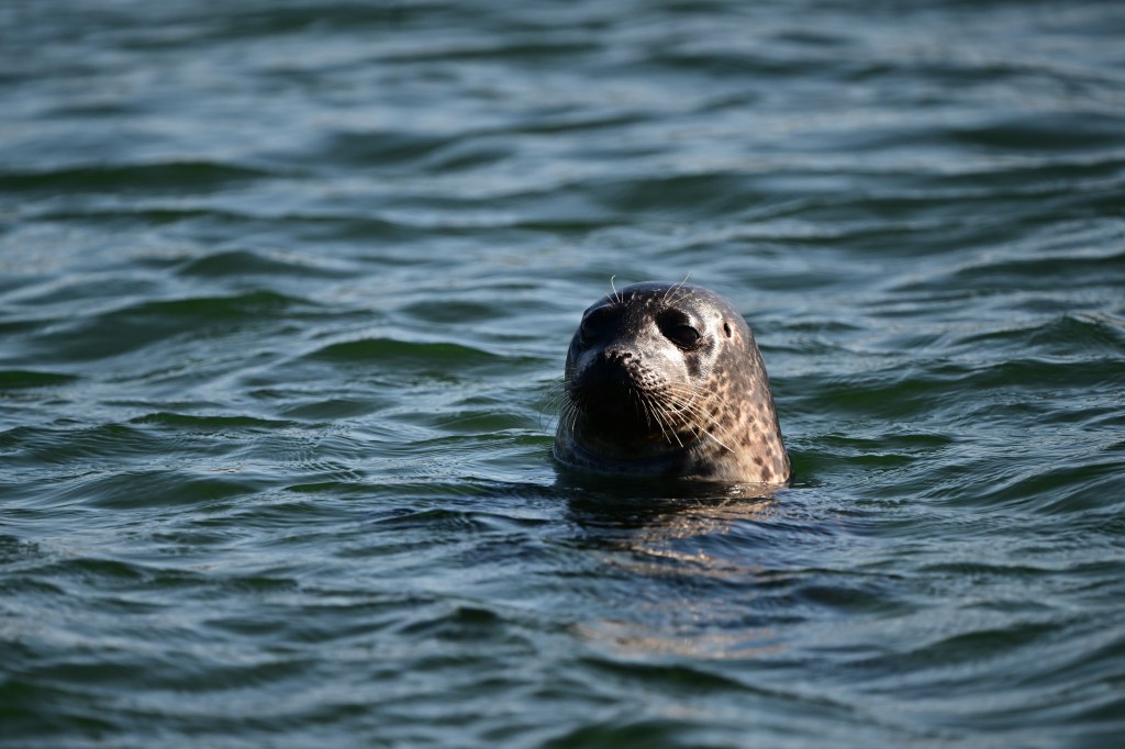 An inquisitive common seal at the Salt Lough (Nikon Z9, 600mm lens).