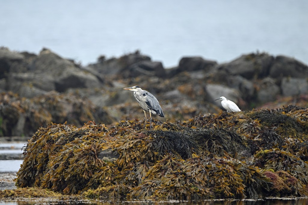 A heron and a white egret perch on seaweed-covered rocks.