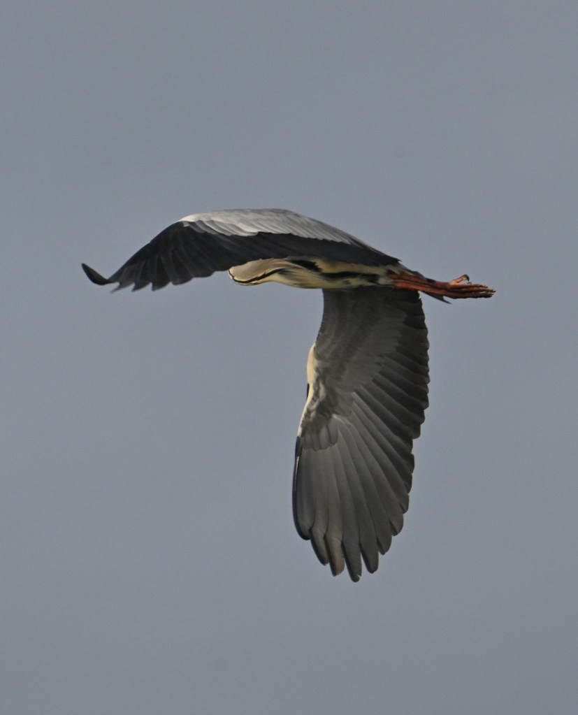 The size of heron wings.