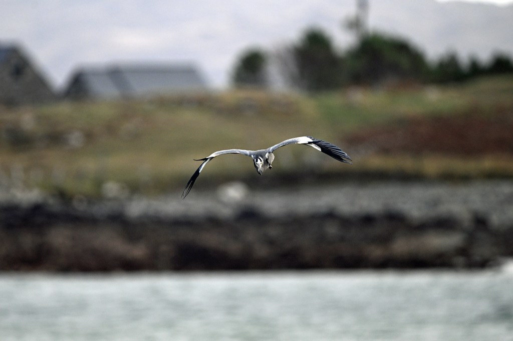 Heron in flight.