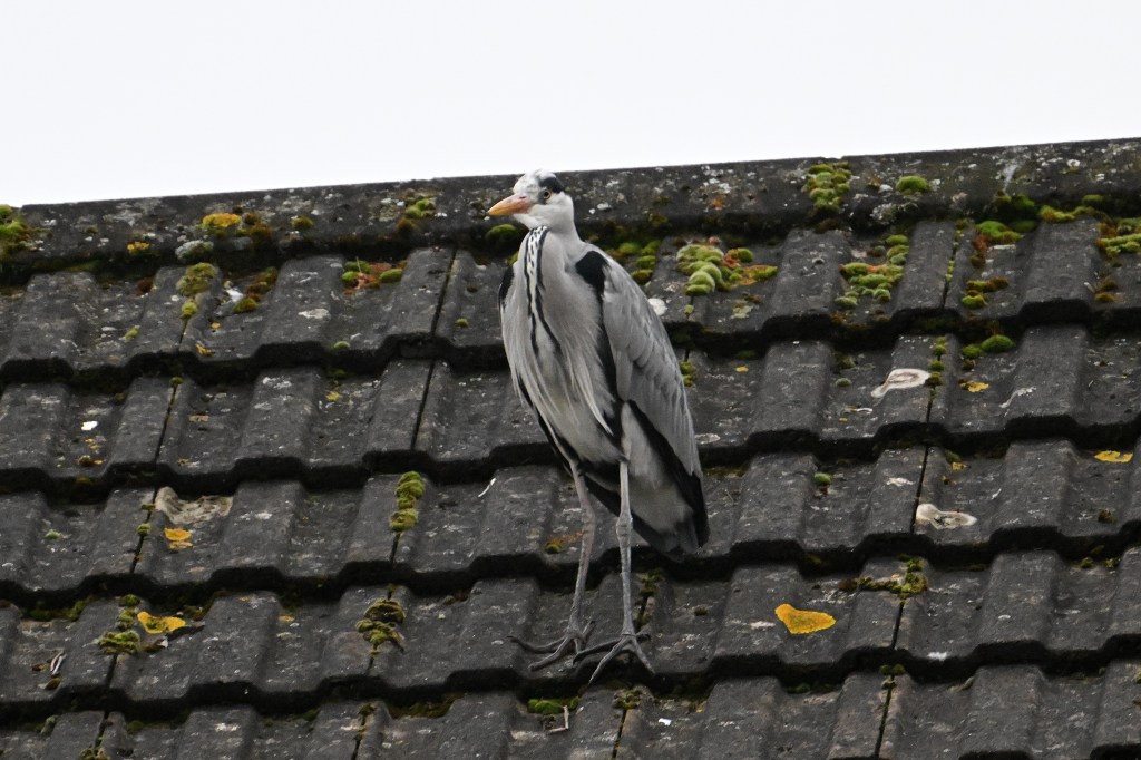 A heron on a roof.