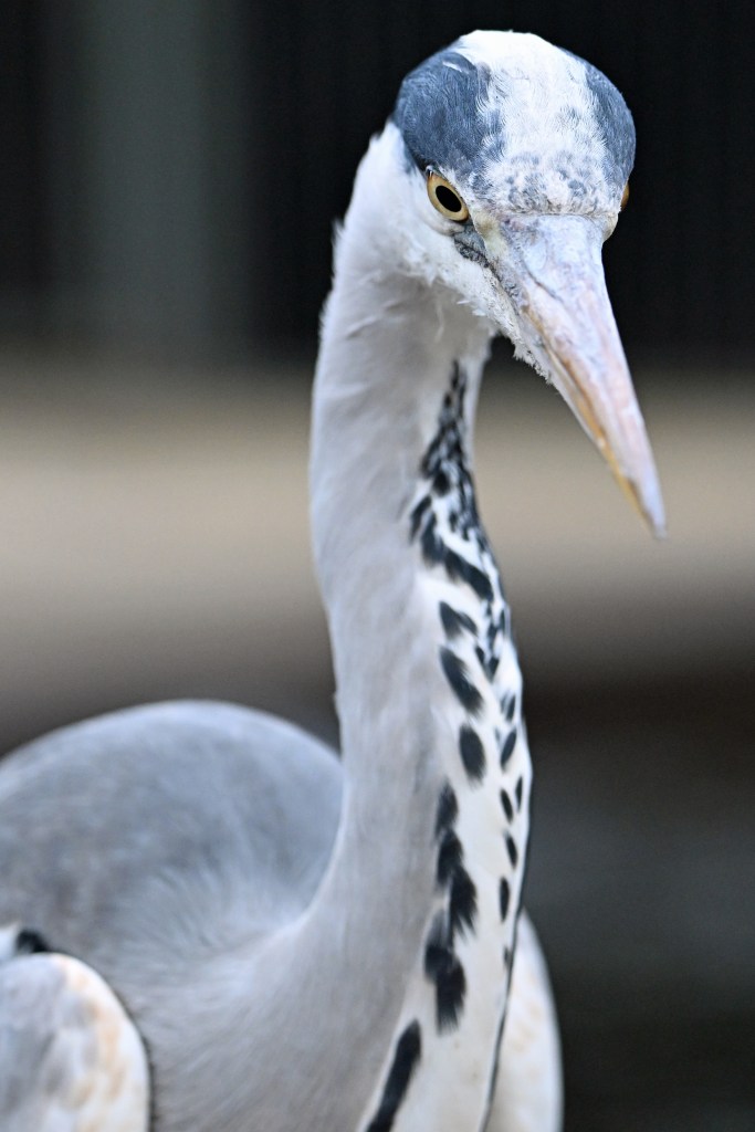 A heron poses for its portrait.