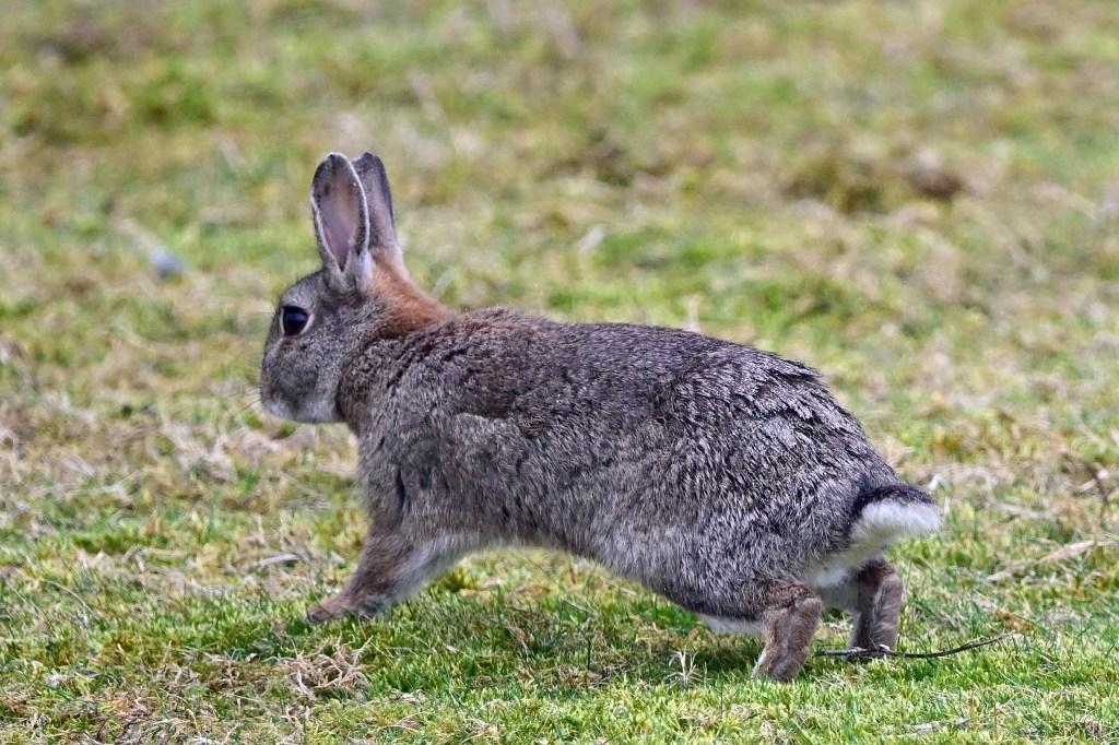 A rabbit in motion moving towards safety in a burrow (Nikon Z9, 600mm lens)