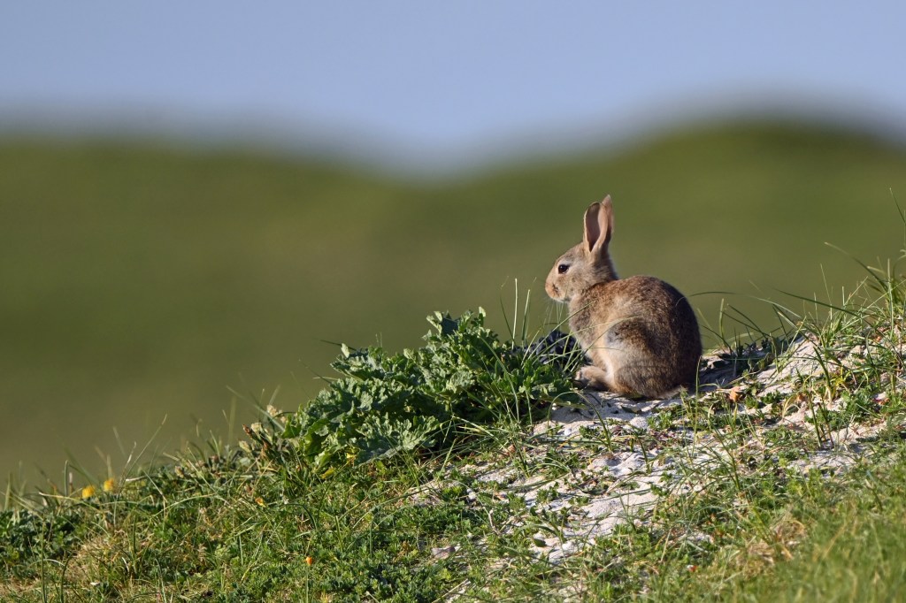 A rabbit sentry gazes out over the heath (Nikon Z9, 800mm lens).