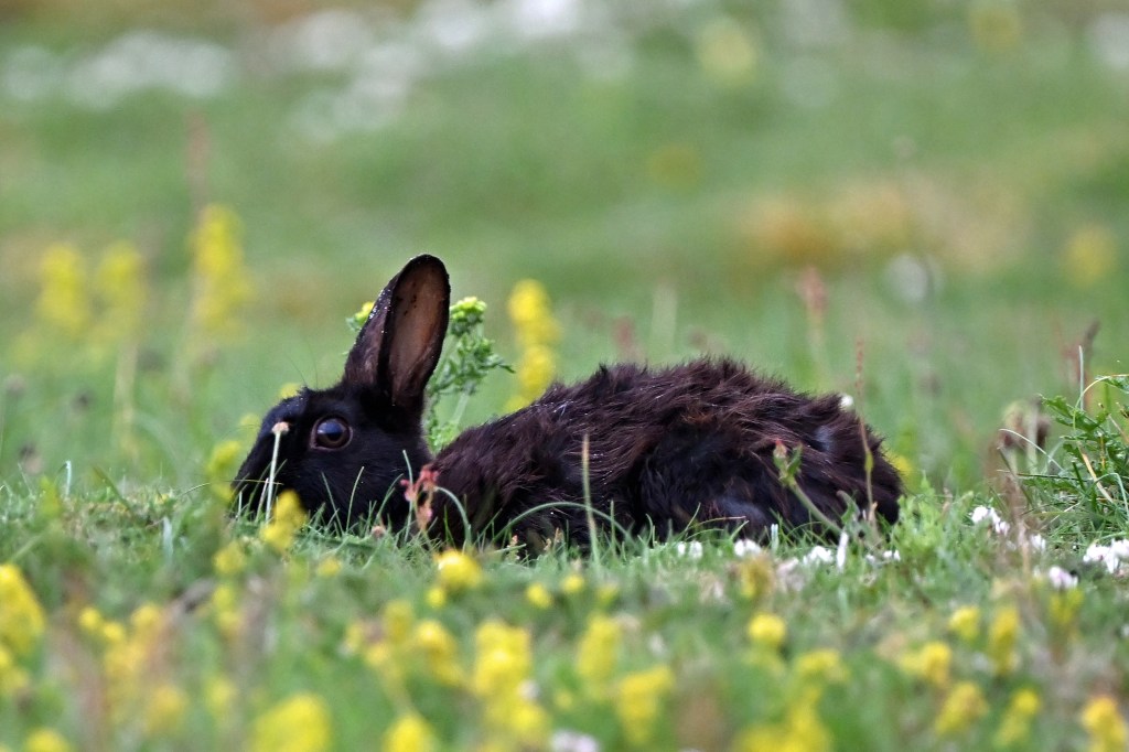 A black rabbit grazing (Nikon Z9, 800mm lens).