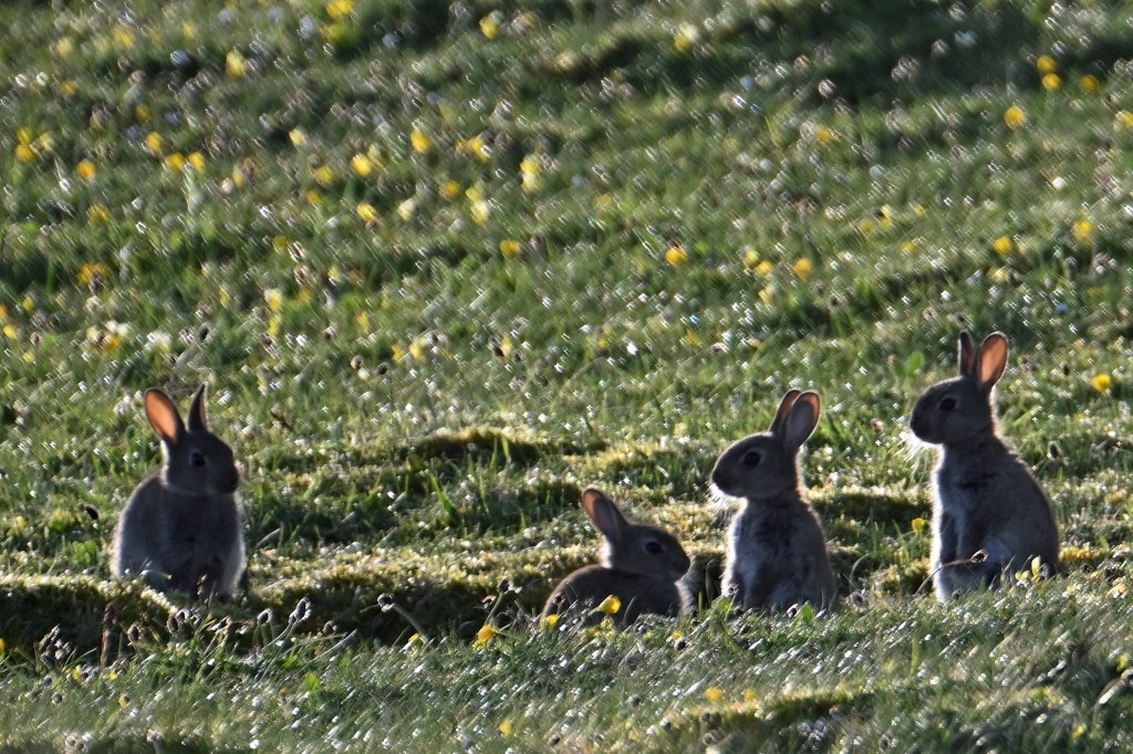 Rabbits seem to discuss the day’s proceedings in evening sun (Nikon Z9, 600mm lens).