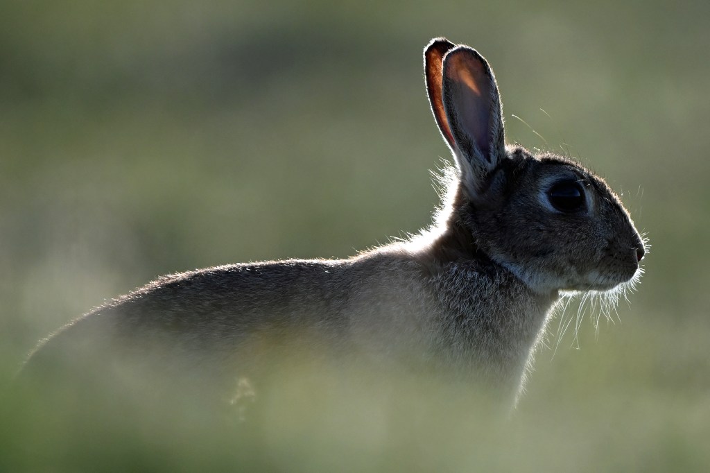 Portrait of a sun-lit rabbit (Nikon Z9, 600mm lens).